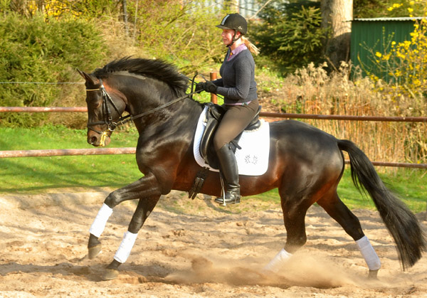 Trakehner Premiumstallion OLIVER TWIST by Monteverdi - Sixtus - Consul, Foto: Beate Langels - Trakehner Gestt Hmelschenburg