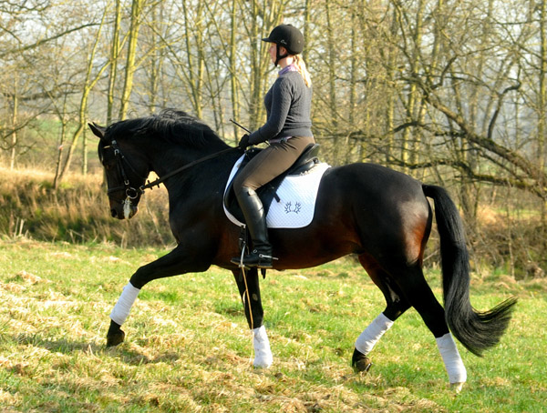 Trakehner Prmienhengst OLIVER TWIST von Monteverdi - Sixtus - Consul, Foto: Beate Langels - Trakehner Gestt Hmelschenburg