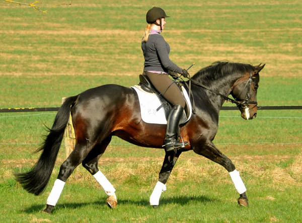 Trakehner Prmienhengst OLIVER TWIST von Monteverdi - Sixtus - Consul, Foto: Beate Langels - Trakehner Gestt Hmelschenburg