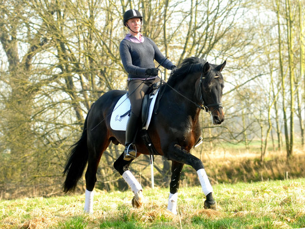 Trakehner Prmienhengst OLIVER TWIST von Monteverdi - Sixtus - Consul, Foto: Beate Langels - Trakehner Gestt Hmelschenburg