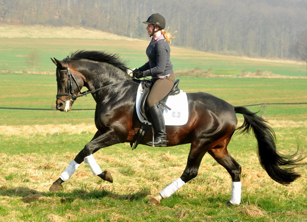 Trakehner Prmienhengst OLIVER TWIST von Monteverdi - Sixtus - Consul, Foto: Beate Langels - Trakehner Gestt Hmelschenburg