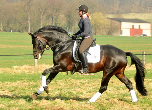 Trakehner Prmienhengst OLIVER TWIST von Monteverdi - Sixtus - Consul, Foto: Beate Langels - Trakehner Gestt Hmelschenburg