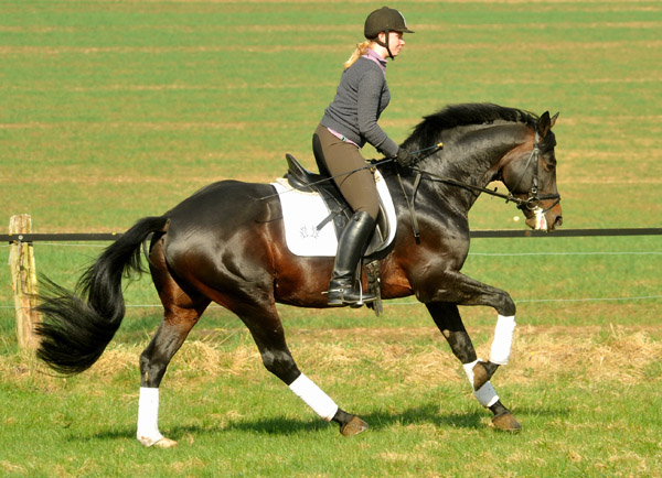 Trakehner Premiumstallion OLIVER TWIST by Monteverdi - Sixtus - Consul, Foto: Beate Langels - Trakehner Gestt Hmelschenburg