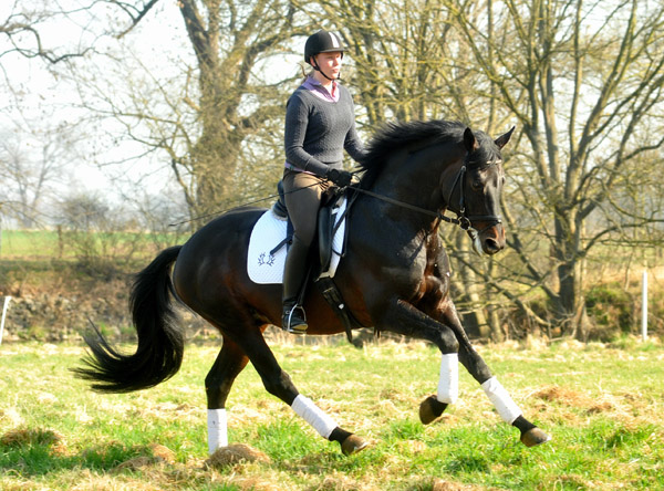 Trakehner Prmienhengst OLIVER TWIST von Monteverdi - Sixtus - Consul, Foto: Beate Langels - Trakehner Gestt Hmelschenburg