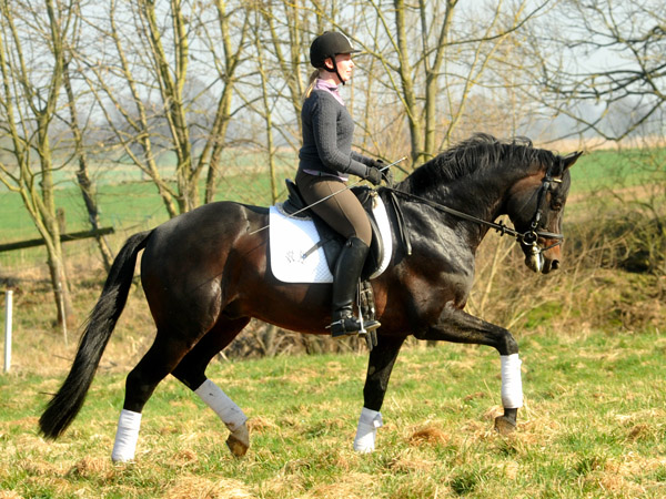 Trakehner Premiumstallion OLIVER TWIST by Monteverdi - Sixtus - Consul, Foto: Beate Langels - Trakehner Gestt Hmelschenburg