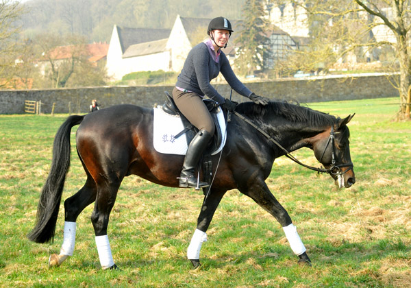 Trakehner Prmienhengst OLIVER TWIST von Monteverdi - Sixtus - Consul, Foto: Beate Langels - Trakehner Gestt Hmelschenburg