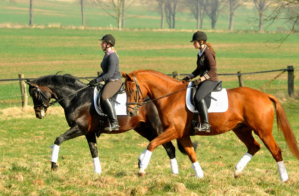 OLIVER Twist und RIVERGOLD - Foto: Beate Langels - Trakehner Gestt Hmelschenburg