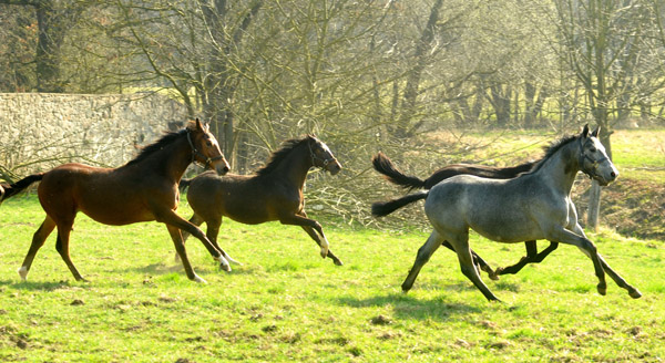 Jhrlinge in Hmelschenburg - Foto: Beate Langels - Trakehner Gestt Hmelschenburg