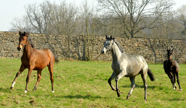 Jhrlinge in Hmelschenburg - Foto: Beate Langels - Trakehner Gestt Hmelschenburg