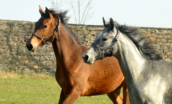 Jhrlinge in Hmelschenburg - Foto: Beate Langels - Trakehner Gestt Hmelschenburg