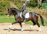 Foto Beate Langels - Trakehner Gestt Hmelschenburg