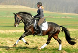 Oliver Twist - Foto Beate Langels - Trakehner Gestt Hmelschenburg