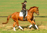 Rivergold - Foto Beate Langels - Trakehner Gestt Hmelschenburg