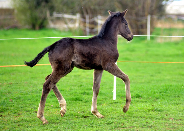 31.03.2012: Trakehner Rapphengst von Saint Cyr u.d. Rubina v. Tycoon - Foto: Beate Langels - Trakehner Gestt Hmelschenburg