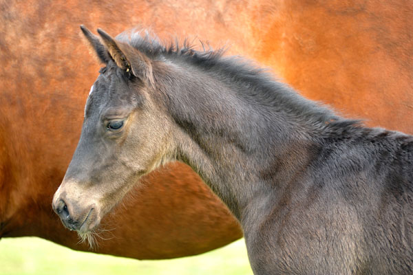 31.03.2012: Trakehner Rapphengst von Saint Cyr u.d. Rubina v. Tycoon - Foto: Beate Langels - Trakehner Gestt Hmelschenburg