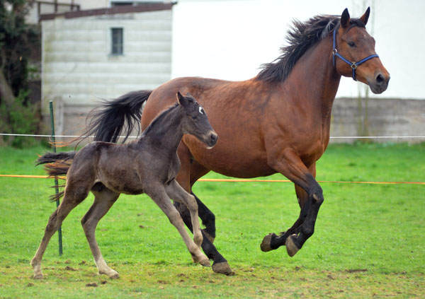 31.03.2012: Trakehner Rapphengst von Saint Cyr u.d. Rubina v. Tycoon - Foto: Beate Langels - Trakehner Gestt Hmelschenburg