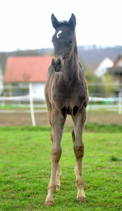 31.03.2012: Trakehner Rapphengst von Saint Cyr u.d. Rubina v. Tycoon - Foto: Beate Langels - Trakehner Gestt Hmelschenburg