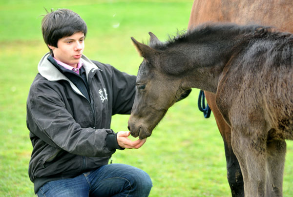 31.03.2012: Trakehner Rapphengst von Saint Cyr u.d. Rubina v. Tycoon - Foto: Beate Langels - Trakehner Gestt Hmelschenburg