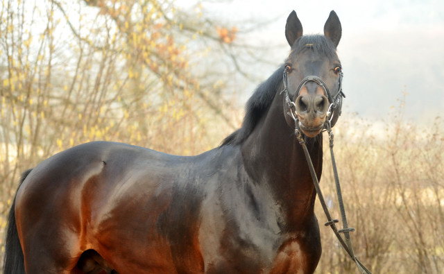 Oliver Twist v. Monteverdi - Sixtus - Consul (Foto: Beate Langels) - Trakehner Gestt Hmelschenburg