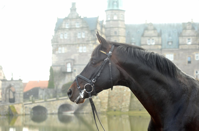 Oliver Twist v. Monteverdi - Sixtus - Consul (Foto: Beate Langels) - Trakehner Gestt Hmelschenburg