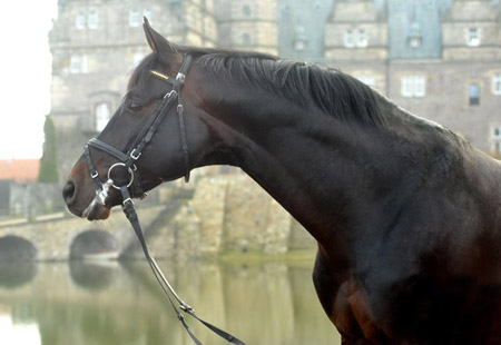 Oliver Twist by Monteverdi out of Pr.u.StPrSt. Olga by Sixtus  - Foto: Beate Langels - Trakehner Gestt Hmelschenburg