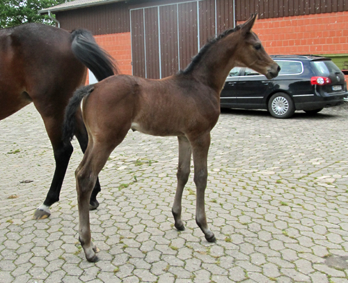 Trakehner Hengstfohlen von Saint Cyr u.d. Hanna v. Summertime u.d. Elitestute Helena v. Matador