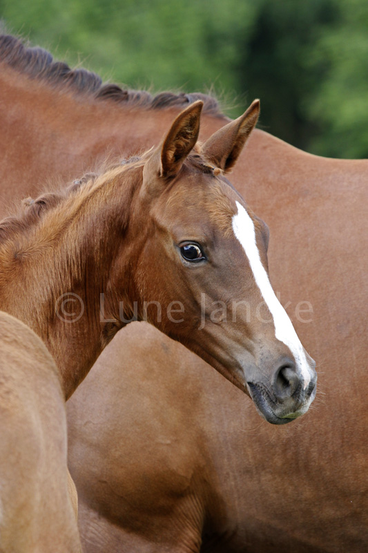 Stutfohlen von High Motion x Lowelas - Foto: Lune Jancke