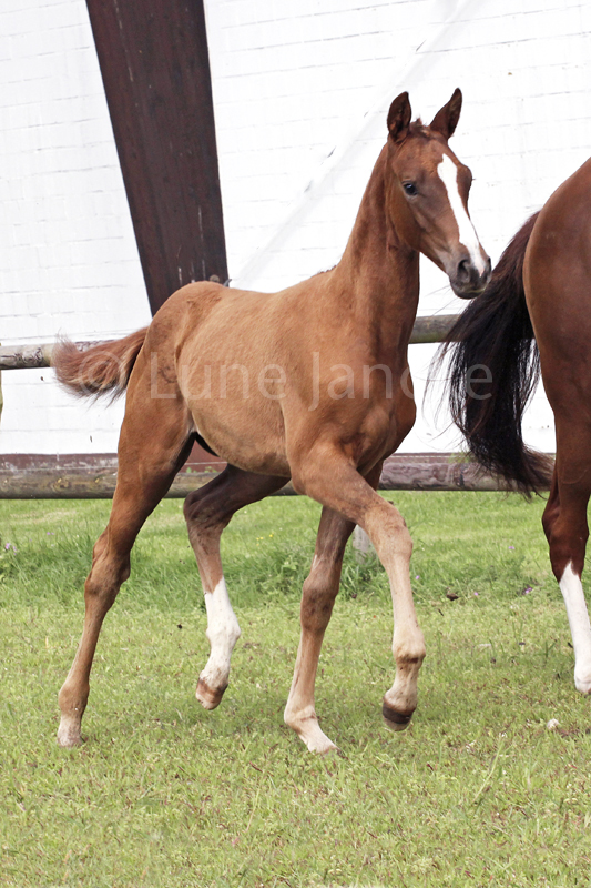 Stutfohlen von High Motion x Lowelas - Foto: Lune Jancke