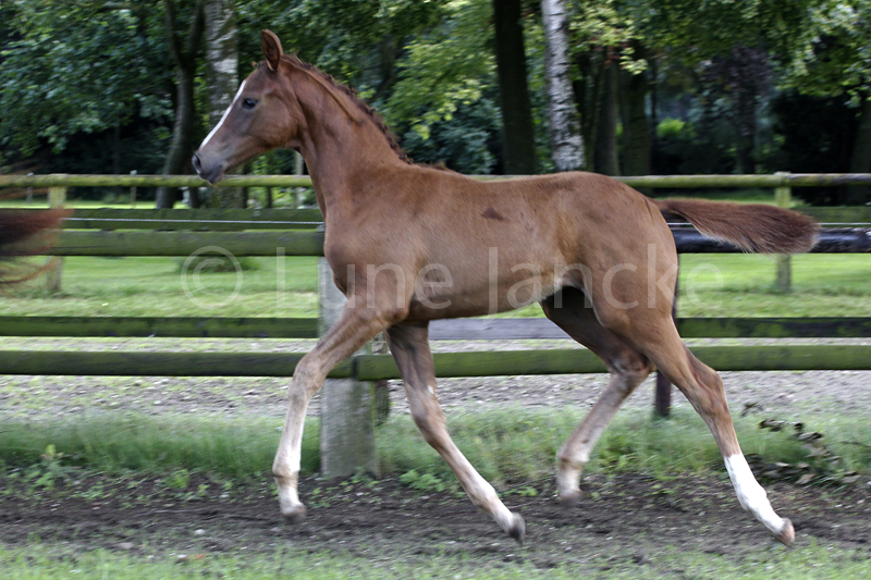 Stutfohlen von High Motion x Lowelas - Foto: Lune Jancke