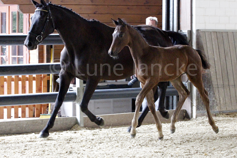 Hengstfohlen von Saint Cyr u.d. In Vina v. Kentucky - Foto: Lune Jancke