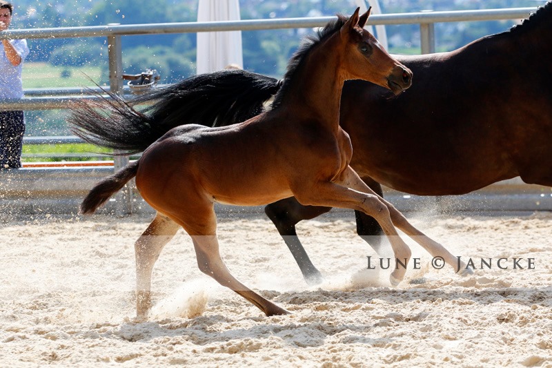 Hengstfohlen von Saint Cyr u.d. Pr.St. Under the moon v. Easy Game - Foto: Lune Jancke