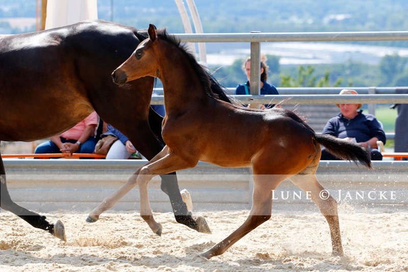 Hengstfohlen von Saint Cyr u.d. Pr.St. Under the moon v. Easy Game - Foto: Lune Jancke