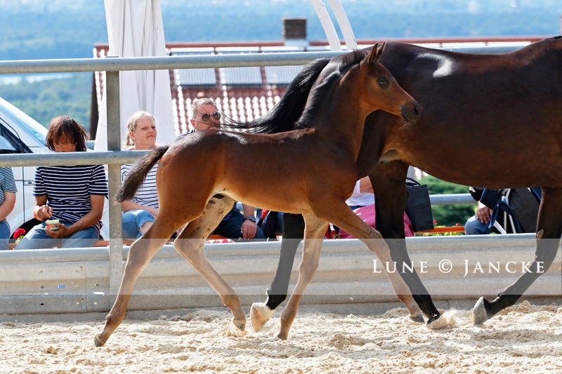 Hengstfohlen von Saint Cyr u.d. Pr.St. Under the moon v. Easy Game - Foto: Lune Jancke