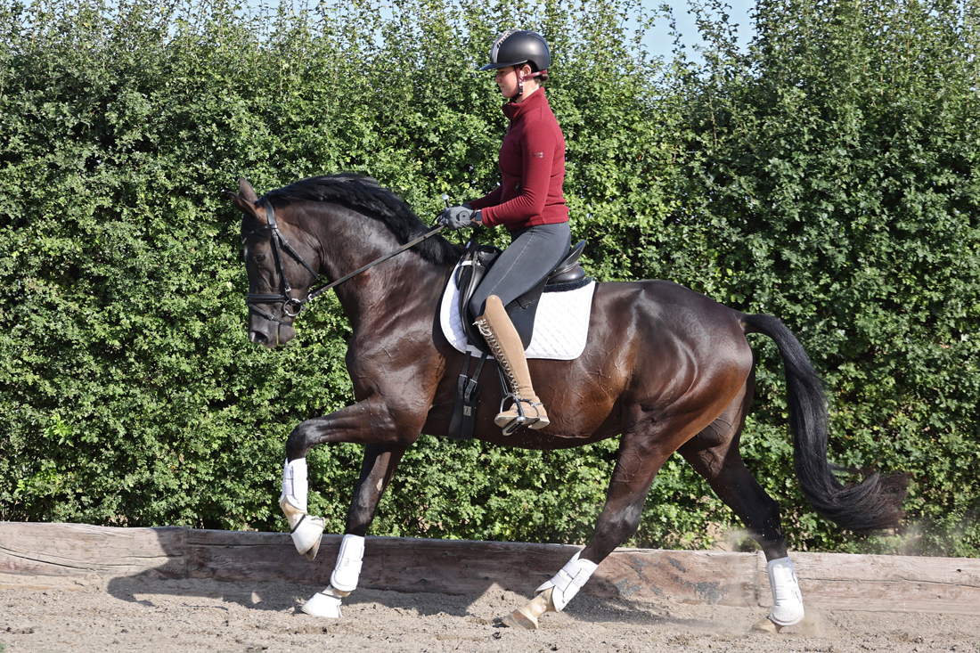 Prmienhengst Sutherland v. Saint Cyr x Touch my Heart - Foto Lune Jancke - Trakehner Gestt Hmelschenburg