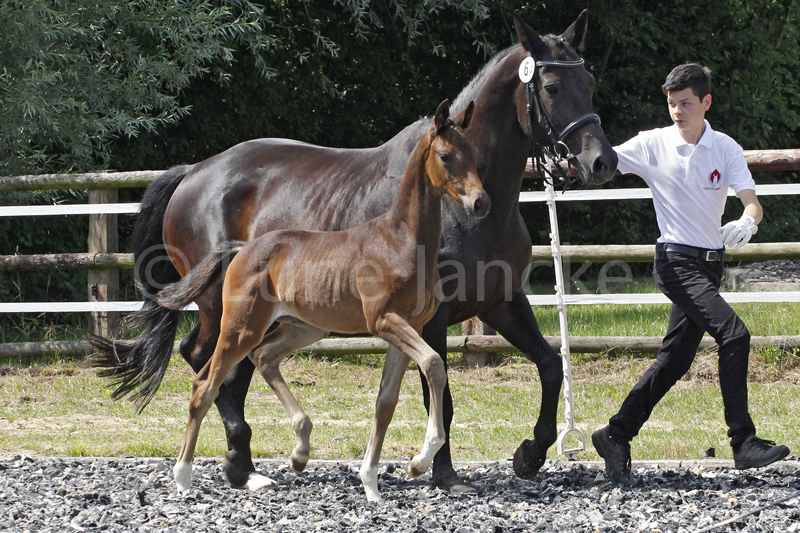 Stutfohlen von Saint Cyr u.d. - Foto Lune Jancke