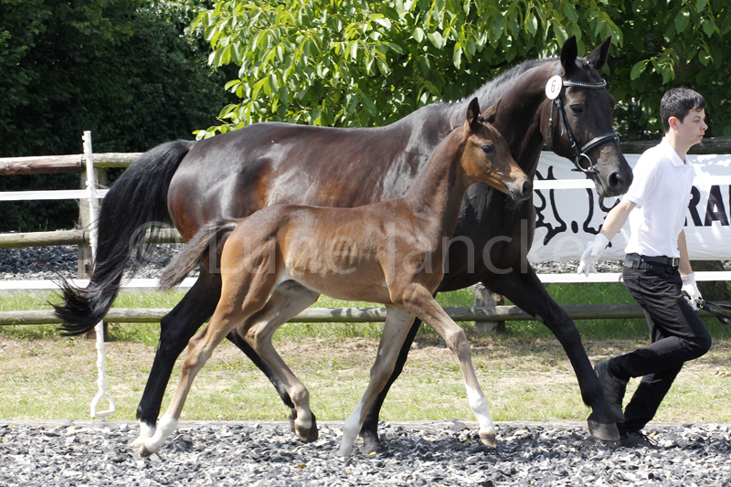Stutfohlen von Saint Cyr u.d.  - Foto: Lune Jancke