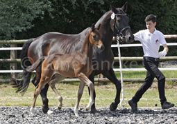 Stutfohlen von Saint Cyr u.d.  - Foto Lune Jancke - Trakehner Gestt Hmelschenburg
