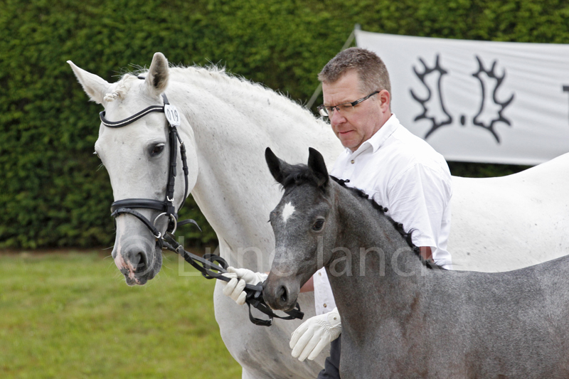 Trakehner Stutfohlen von Saint Cyr u.d. PrSt. Itanga v. Angard - Helianthus - Foto: Lune Jancke