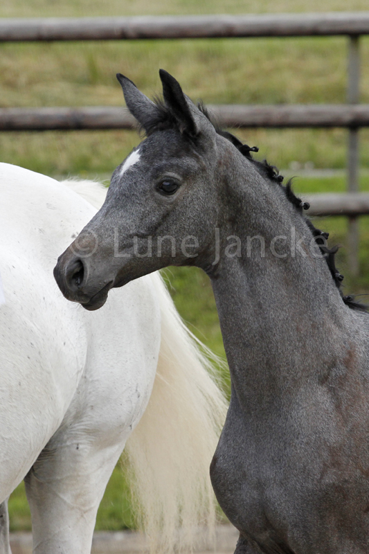 Trakehner Stutfohlen von Saint Cyr u.d. PrSt. Itanga v. Angard - Helianthus - Foto: Lune Jancke