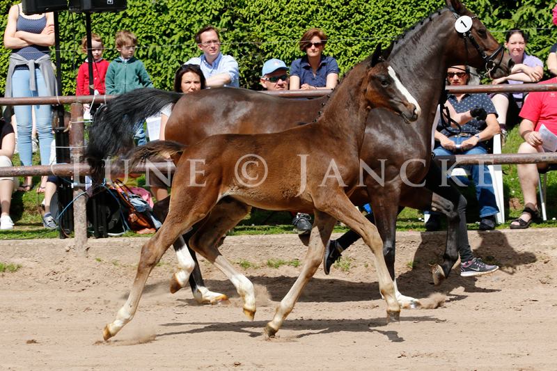 Oldenburger Hengstohlen von De Niro u.d. Schwalbendiva v. Totilas
 - Trakehner Gestt Hmelschenburg - Foto: Lune Jancke