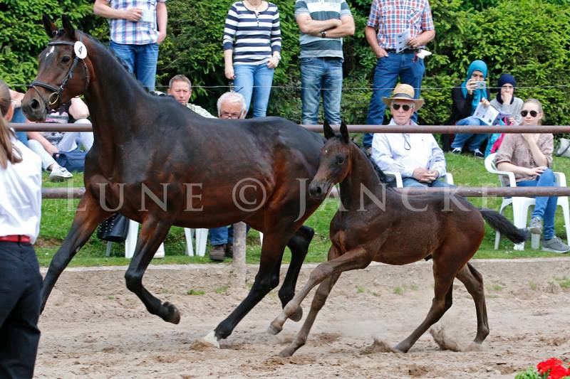 21. Mai 2017 - Hengstfohlen von Saint Cyr u.d.  Schiemanen v. Summertime u.d. Pr.u.StPrSt. Sareiken II v. Tycoon - Foto: Lune jancke