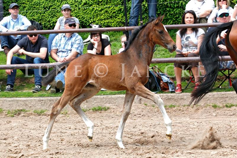 Stutfohlen von High Motion u.d. Val de Vienne v. Exclusiv - Foto Lune Jancke