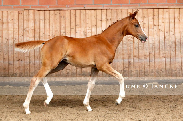 Trakehner Stutfohlen v. High Motion - Foto: Lune Jancke