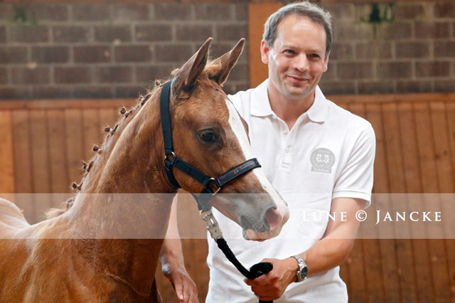 Trakehner Stutfohlen v. High Motion - Foto Lune Jancke