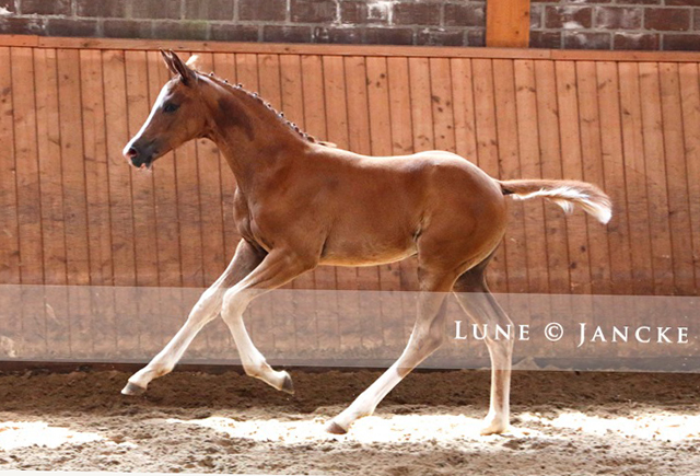 Trakehner Stutfohlen v. High Motion - Foto Lune Jancke