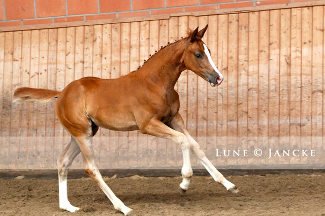 Trakehner Stutfohlen v. High Motion - Foto Lune Jancke