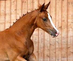 Trakehner Stutfohlen v. High Motion u.d. Pr.St. Ginger Rogers v. Symont - Foto: Lune Jancke