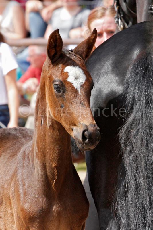 Hengstfohlen von High Motion x Checkpoint - Foto Lune Jancke