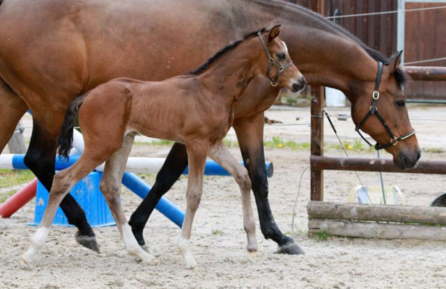 Trakehner Hengstfohlen von Saint Cyr - Friedensfrst, Foto: Luisa Klein