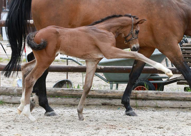 Trakehner Hengstfohlen von Saint Cyr - Friedensfrst, Foto: Luisa Klein